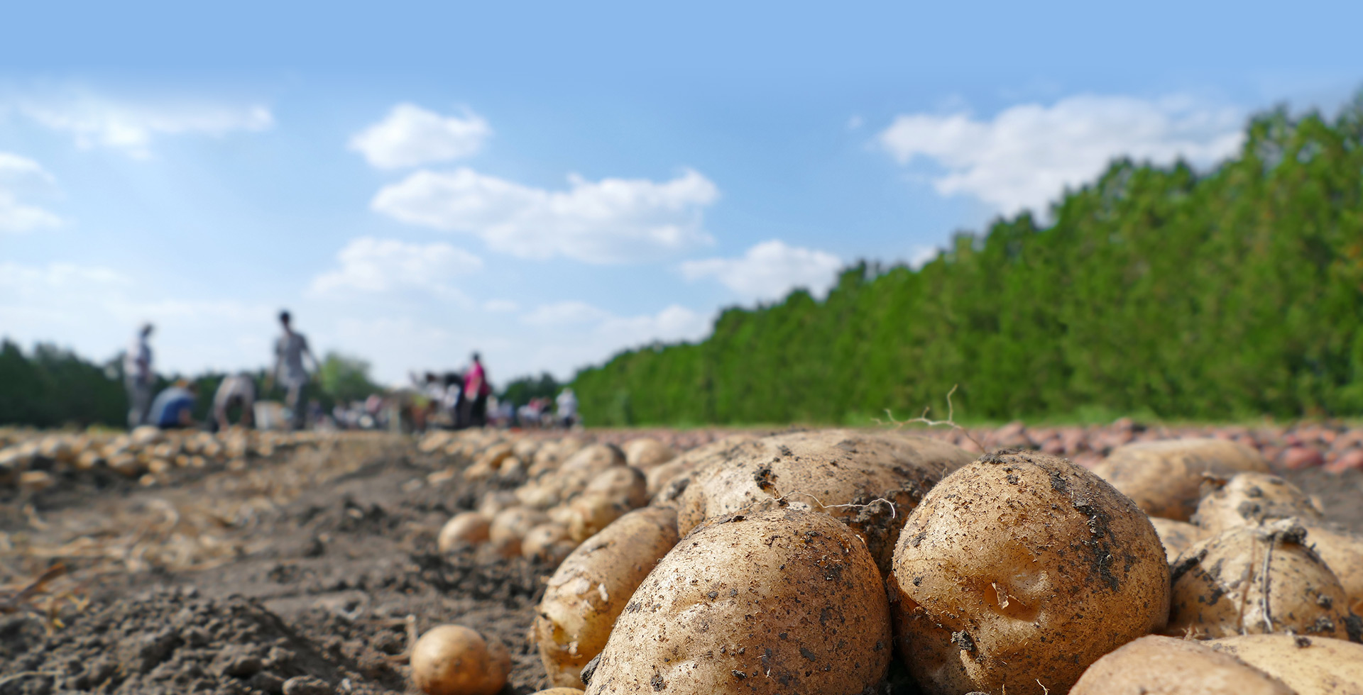 如何种植土豆|园艺等 - beplay app 下载